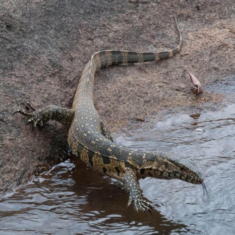 Nile monitors, the largest lizard in Africa, grow to about 180 – 210 cm in total length. Nile Monitor Lizard, Nile Monitor, River Dragon, South Africa Wildlife, Large Lizards, Water Monitor, Monitor Lizard, Africa Wildlife, Komodo Dragon