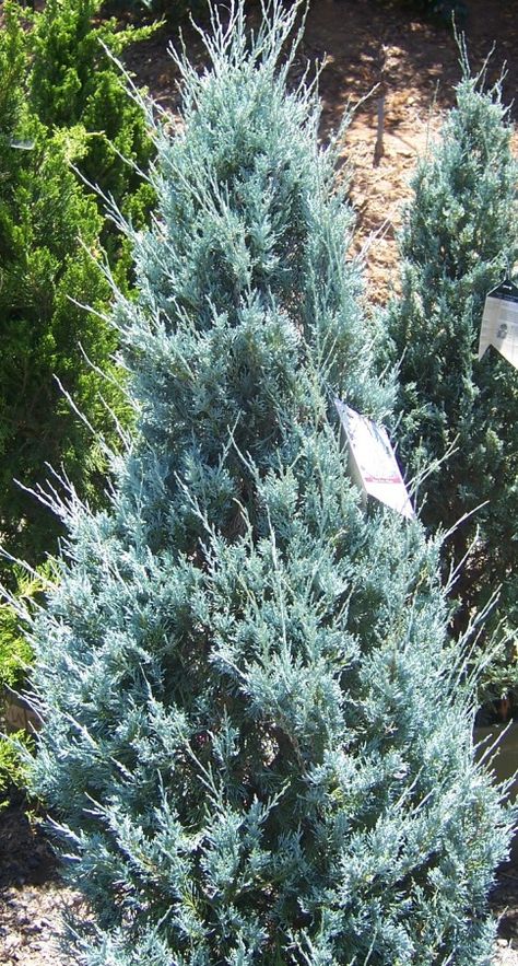 Wichita Blue Juniper (Juniperus scopulorum 'Wichita Blue') - in my front yard, this is formed into a beautiful spiral topiary Wichita Blue Juniper, Blue Juniper, Spiral Topiary, Small Trees For Garden, Low Maintenance Shrubs, Evergreen Hedge, Blue Trees, Evergreen Garden, Rock Garden Plants