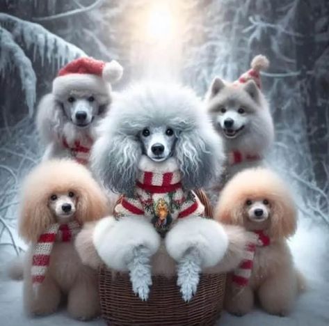 Poodle Christmas Pictures, Phantom Poodle, Husky Training, Poodle Doodle, Poodle Card, Poodle Christmas, Parti Poodle, Poodle Hair, Christmas Colours