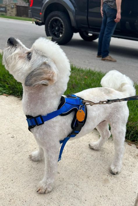 #maltipoo #maltipoohaircutstyles #doggroomingstyles #dogs #doggrooming Mohawk Dog Haircut, Maltipoo Summer Haircut, Short Maltipoo Haircut, Dog Mohawk Haircut, Poodle Mohawk Dog Grooming, Goldendoodle Mohawk, Doodle Mohawk Haircut, Dog Mullet, Poodle Mohawk