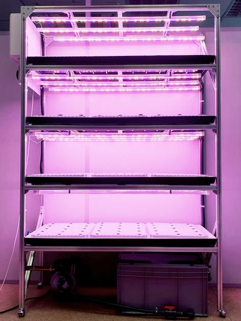 Shelves System, Vertical Growing, Systems For Home, Aeroponic System, Film Technique, Growing Lettuce, Growing Greens, Future Farms, Shelf System