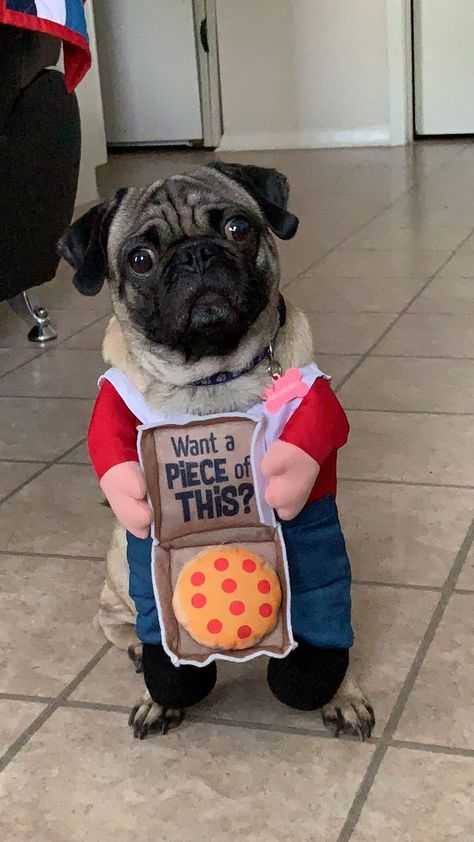 Pugs don't part with their pizza easily Pugs In Costume, Baby Pugs, Pug Pictures, A Pug, Pug Puppies, Dog Halloween Costumes, Pugs Funny, Cute Pugs, Dog Costume