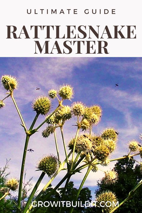 Rattlesnake Master Plant, Rattlesnake Master, Texas Native Plants, Florida Native Plants, Yucca Plant, California Native Plants, Native Plant Gardening, Flowers Ideas, How To Grow Taller