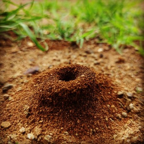 Ant hills Thumbnail Reference, Animals And Their Homes, Ant Hill, Fun Friday, Book Writing, Creative Thinking, Ants, Rainbow, Fruit