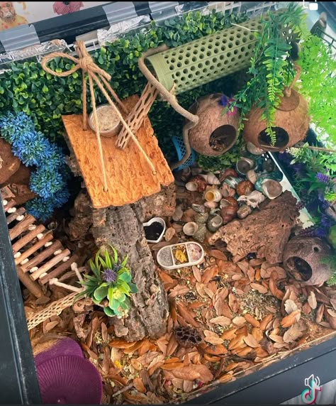 Pet Hermit Crab Habitats, Hermit Crabs Habitat Ideas, 10 Gallon Hermit Crab Tank Ideas, Hermit Crab Enclosure Ideas, Hermit Crab Terrarium, Ackie Monitor Enclosure, Crabitat Ideas Diy Hermit Crab Habitat, Hermit Crab Tank Ideas, Hermit Crab Enclosure