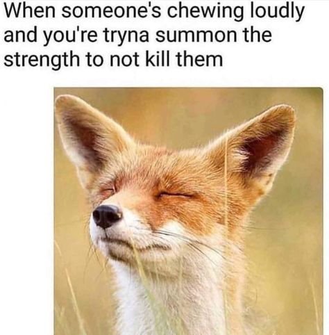 When someone's chewing loudly and you're trying to summon the strength not to kill them Loud Chewing, Fuchs Baby, Being In The Moment, Cute Fox, Funny Animal Memes, Red Fox, Sweet Animals, Animal Photo, Animal Memes