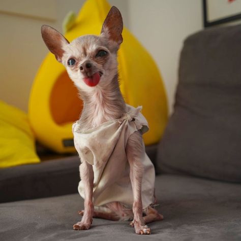 Martini The Chihuahua on Instagram: “We just found a House-elf in our apartment!!! Should we keep it? Or free it? 🧦 Maybe it’s Dobby’s cousin? 😲 . #harrypotter #houseelf #dobby…” House Elf, Elf House, Martini, Chihuahua, Kangaroo, Elf, Harry Potter, Apartment, Dogs