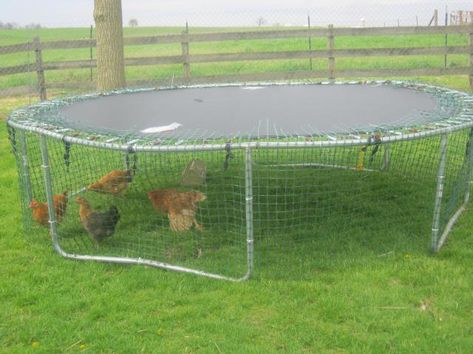 Trampoline Chicken Coop, Diy Trampoline, Recycled Trampoline, Addition Plans, Old Trampoline, Chicken Coop Decor, Duck Coop, Chicken Tractors, Backyard Trampoline