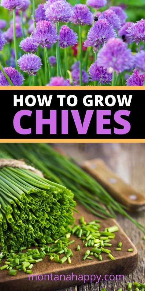 Chives are an easy-to-grow perennial herb Herb Tips, How To Grow Chives, Chives Garden, Grow Chives, Herb Ideas, Growing Chives, Best Herbs To Grow, Easy Herbs To Grow, Simple Garden