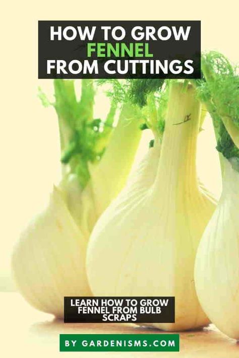 How to Grow Fennel from Cuttings (Bulb Scraps) - Gardenisms Grow Fennel From Scraps, Growing Fennel, Fennel Herb, Fennel Tea, Growing Vegetables In Pots, Container Gardening Vegetables, New Roots, Replant, Plant Cuttings