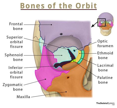 Bones of the Orbit - Names, Location, Anatomy, & Pictures Ossification Of Bones, Facial Bones Anatomy, Orbit Anatomy, Palatine Bone, Anatomy Pictures, Anatomy Stickers, Sphenoid Bone, Maxillary Sinus, Arm Bones