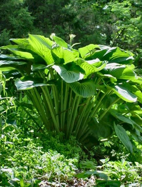 Emperess Wu Hosta! 4 feet tall! I have these, very tall Hosta Garden Ideas, Giant Hosta, Shade Garden Plants, Hosta Gardens, Hosta Plants, Backyard Garden Landscape, Have Inspiration, Woodland Garden, Outdoor Decorations