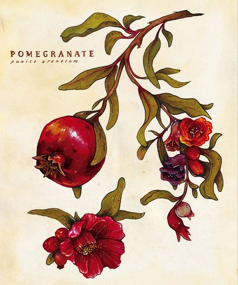 GUEST ARTIST: “Art Through Trial And Error” by Minnie Small – Doodlewash® Pomegranate Tattoo, Pomegranate Art, Illustration Botanique, Trial And Error, Fruit Art, Small Art, Botanical Illustration, Botanical Art, Artist Art