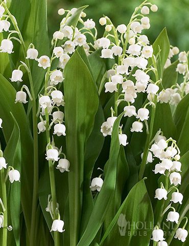 Lily of the Valley Lily Of The Valley Bouquet, Herb Garden Kit, Amaryllis Bulbs, Lily Of The Valley Flowers, Fall Bulbs, Valley Flowers, Shade Perennials, Spring Flowering Bulbs, Garden Bulbs