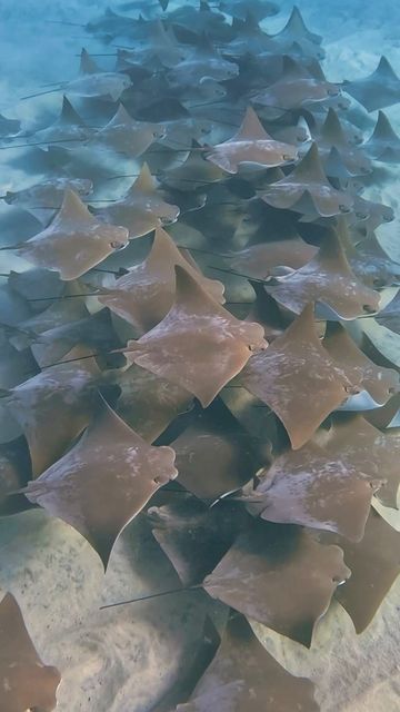 Cow Nose Stingray, Sting Ray Wallpaper, Stingray Migration, Stingray Skeleton, Cownose Stingray, Cownose Ray, Sea Pancake, Graceful Animals, Cow Nose