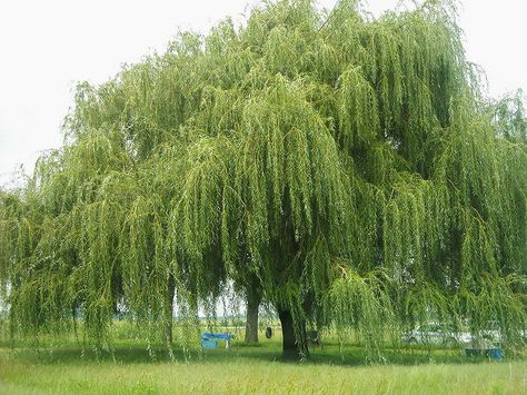 After a violent gathering last night, Governor Larry Hogan issued a state of emergency and activated the National Guard. Description from flickr.com. I searched for this on bing.com/images Wand Woods, Salix Alba, Weeping Willow Tree, Weeping Willow, Green Pendants, Tree Wallpaper, Tree Drawing, Willow Tree, Soil