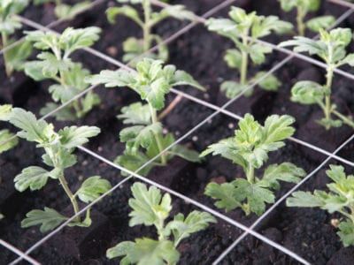 Mum Propagation: How To Start Mums From Seeds And Cuttings Mum Seeds, Chrysanthemum Growing, Fall Container Plants, Chrysanthemum Seeds, Hardy Mums, Chrysanthemum Plant, Planting Mums, Garden Mum, Fall Mums