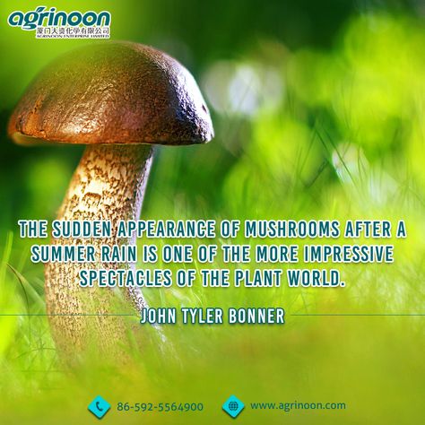 #QuoteOfTheDay  The sudden appearance of mushrooms 🍄 after a summer rain is one of the more impressive  spectacles of the plant world- John Tyler Bonner  #Agrinoon #Mushroom #Motivation #MushroomAgriculture Mushroom Quotes, Goblin Brain, Mushrooms Art, John Tyler, Summer Rain, Mushroom Art, Nagano, Card Inspiration, True Words