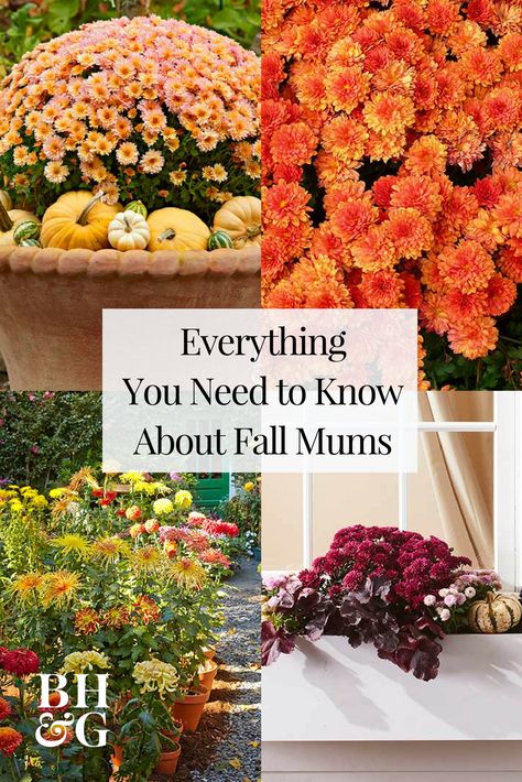 Mums are a classic fall flower that can be planted in containers for decorative purposes or in a garden as a hardy perennial. Perennial mums have the best chance of surviving winter if they are planted in the spring. Check out our guide to mums and add them to your garden this season! #mums #perennialflowers #containergardens #flowers #LandscapeFlowers Perennial Mums, Hardy Mums, Surviving Winter, Potted Mums, Caring For Mums, Planting Mums, Garden Mum, Winter Vegetables Gardening, Fall Mums