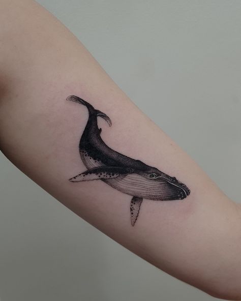 Blackwork fineline realism tattoo by Alexandyr Valentine of humpback whale on arm tattoo Humpback Whale Tattoo, Lobster Tattoo, Black People Tattoos, Half Sleeve Tattoo Stencils, Sheep Tattoo, Whale Tattoo, Bookish Tattoos, Power Tattoo, Tattoo Shading