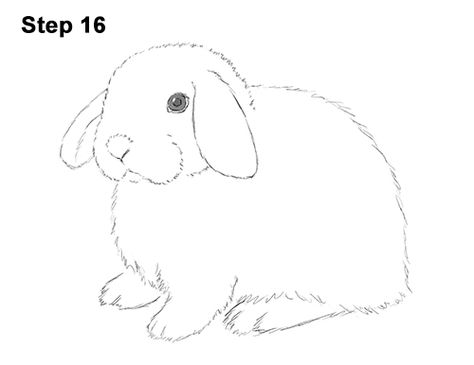 Holland Lop Drawing, Holland Lop Tattoo, Sketch Bases, Bunnies Drawing, Bunny Paintings, Holland Lop Bunny, Bunny Drawings, Mini Lop Bunnies, Bunny Patterns