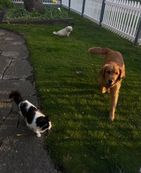 #redgoldenretriever #goldenretriever #mainecooncats #animals #pets #suburban Commercial Aesthetic, Suburban Lifestyle, Suburban Farm, Suburban Aesthetic, The Twisted Series, Bridget Von Ascheberg, Suburban Garden, Dad Aesthetic, Twisted Games