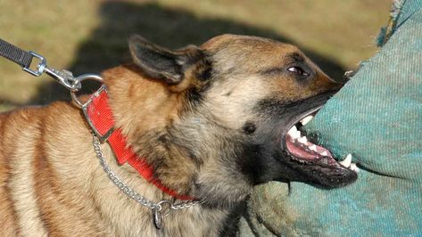 Health: What if feeding probiotics to the black dog could make it go away? Medlab says signs point to yes - Stockhead Dog Stock Photo, Dog Bite, Dog Attack, Belgian Shepherd, What Dogs, Police Dogs, Dog Biting, Black Dog, Dog Grooming