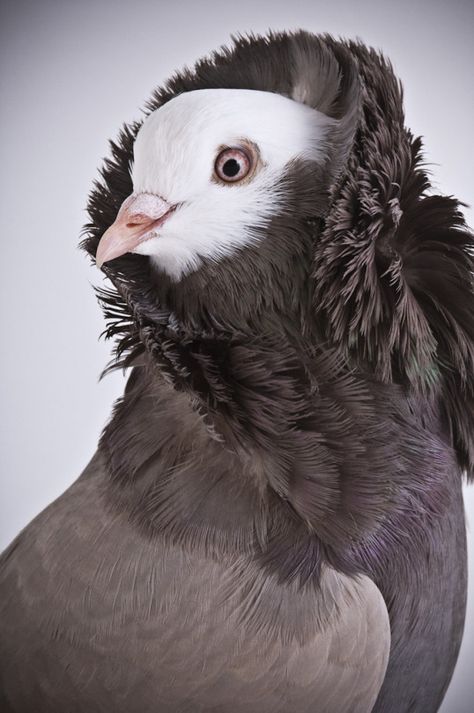 Old Dutch Capuchine, a domesticated fancy pigeon Jacobin Pigeon, Pigeon Pictures, Pigeon Breeds, Body Horror, Old Dutch, Big Bird, Exotic Birds, Pretty Birds, Colorful Birds