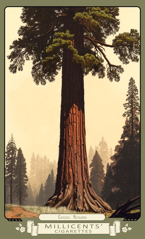 Digital artwork of the Coastal Redwood cigarette card from Red Dead Redemption 2 Redwood Tree Illustration, Redwood Illustration, Redwood Drawing, Coastal Redwood, California Tattoo, Pin Up Illustration, Pacific Northwest Art, Sequoia Tree, Mount Desert Island