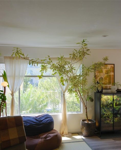 Benji Apartment, Tall Plant Bedroom, Benji Plant Apartment, Benjiplant House, Benji Plant Room, Plant Filled Home, Benji Plant House, Benjiplant Apartment, Song Of India Plant Indoor