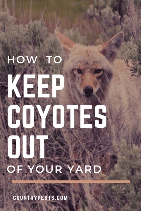 Coyote Deterrent Yards, Keep Coyotes Out Of Yard, Coyote Fence Ideas, How To Keep Coyotes Out Of Your Yard, Coyote Repellent, Coyote Deterrent, Coyote Fence, Coyote Trapping, Dog Enclosure