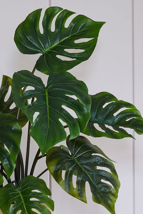 Affectionately known as the Swiss Cheese Plant (Monstera Deliciosa), this Artificial Monstera Deliciosa features the same iconic holey leaves which we're sure you already know and love. Bring the jungle indoors into your home, with the Monstera's dramatic, tropical leaves. Whilst its real counterpart isn't safe around your furry friends & small humans, this version is faux & friendly. It won't surprise you that a fake plant has very few care needs! But there are a few things you can do to get th Swiss Cheese Plant, Cheese Plant, Christmas Bedding, Monstera Deliciosa, Childrens Christmas, Swiss Cheese, Fake Plants, Experience Gifts, Boys Christmas