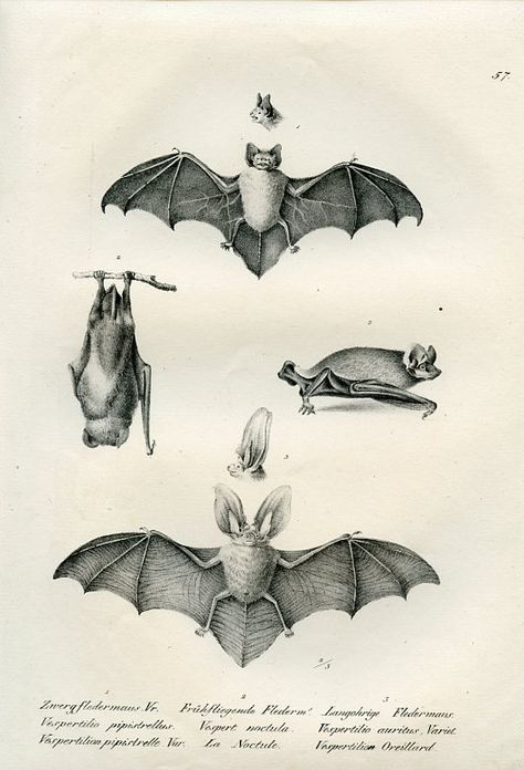 Bat illustrations Bat Anatomy, Bat Clip Art, Bat Species, Bat Art, Bat Tattoo, Diy Bird Feeder, Creatures Of The Night, Scientific Illustration, Arte Sketchbook