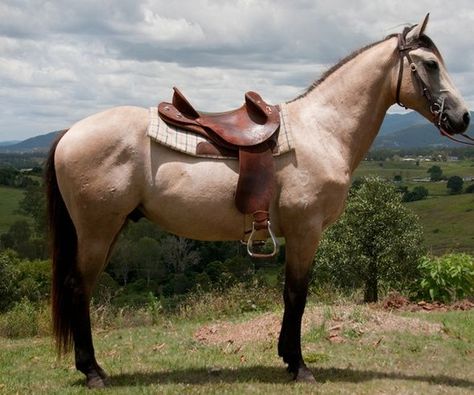 Basic Saddling Technique (Western) Anzac Animals, Brumby Horse, Large Forehead, Stock Horse, Aussie Style, Canadian Horse, Animal Funnies, Fleet Farm, Pony Breeds