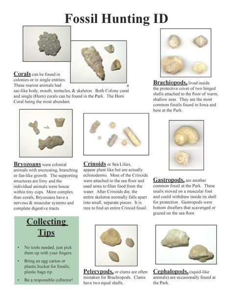 Dinosaur Fossil Bones, Orthoceras Fossil Meaning, Fossil Aesthetic, Fossil Identification, Fossil Rocks, Types Of Fossils, Geology Rocks Mineral, Crinoid Fossil, Native American Tools