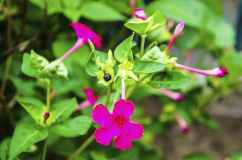 How to Plant Four O' Clock Seeds | eHow.com Four Oclock Flowers, Four O Clock Flowers, Poison Ivy Plants, Mirabilis Jalapa, Cute Cottages, Clock Flower, Fragrant Garden, Four O Clock, Shade Perennials