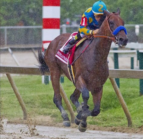 Thoroughbred Racehorse, Preakness Stakes, American Pharoah, Triple Crown, Preakness, Two Year Olds, Thoroughbred, Kentucky Derby, Horse Racing