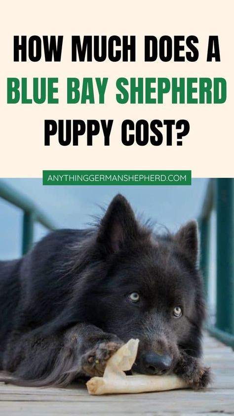 How Much Does a Blue Bay Shepherd Puppy Cost? Blue Shepard Dog, Blue Bay Shepherd Puppies, Blue German Shepherd Puppies, Blue Bay Shepherd, Wolf Hybrid Puppies, Blue German Shepherd, Animal Breeding, Dog Cat Pictures, German Shepherd Breeds