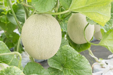 Honeydew Melon Plant, Cucumber Beetles, Food At Home, Honeydew Melon, Powdery Mildew, Fruit Seeds, Organic Seeds, Heirloom Seeds, Grow Your Own Food