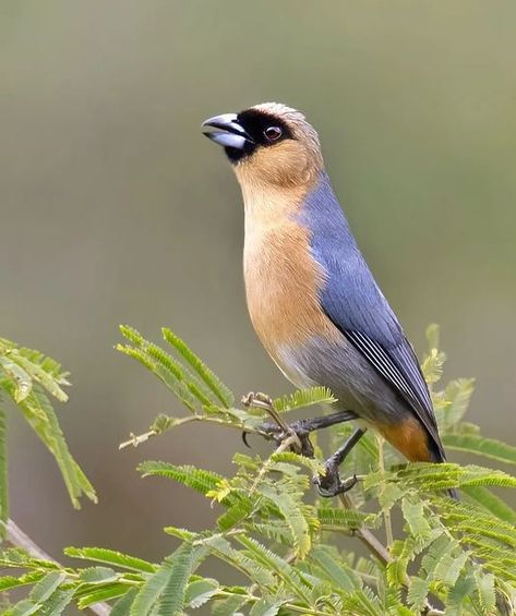 Celso de Castro on Instagram: ". 🔹 Cinnamon Tanager 🔹 Bico de veludo 🔹 Schistochlamys ruficapillus . . . . . #your_best_birds #kings_birds #bb_of_ig #nuts_about_birds #bird_brilliance #nature_worldwide_birds #valedoaco #grikart_macro #bird_watchers_daily #best_birds_planet #bestbirds #feather_perfection #ipatinga #Birdsplace #birdphotography #best_birds_of_world #ig_discover_birdslife #birds_private #birds_captures #terradagente #birds_perfection #bestbirdshots #wikiaves #oiseau #birdlife_ins Bird Watchers, Best B, Bird Photography, Nuts, Cinnamon, Birds, Animals, On Instagram, Instagram