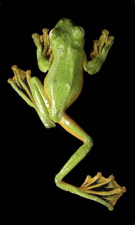 Holding A Frog Reference, Frog From Above, Cool Frogs, Frog Reference, Frogs Jumping, Frog Climbing, Real Frog, Frog Photography, Frog Images