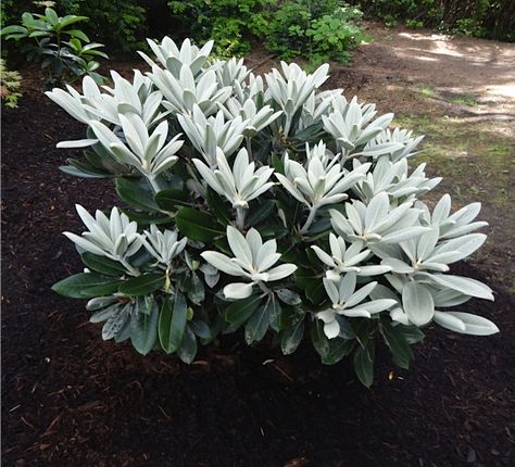 Rhododendron Yakushimanum, Hydrangea Quercifolia, Water Time, Oakleaf Hydrangea, Mountain Laurel, Specimen Trees, Lily Plants, Dark Maroon, Mead