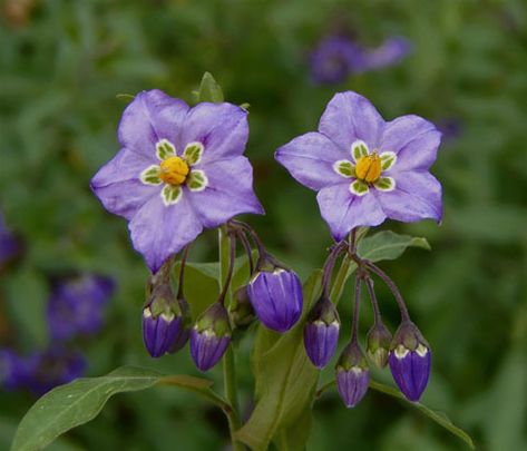 Purple Nightshade, Solanum xanti Deadly Nightshade Flower, Nightshade Aesthetic, Nightshade Flower, Poisonous Flowers, Witchy Garden, Deadly Nightshade, Season Art, Oc Aesthetic, Dnd Stuff