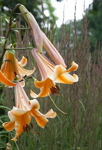 Lilium 'African Queen' (Trumpet Lily) Different Types Of Lilies, Floating Castle, Garden Lily, Martagon Lily, Flower Combinations, Types Of Lilies, Orange Lilies, African Lily, Trumpet Lily