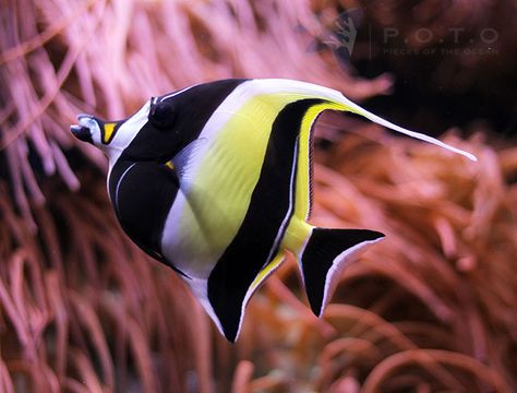 Moorish Idol Moorish Idol Tattoo, Idol Tattoo, Pretty Fish Photography, Mermay 2024, Tropical Fish Reference, Pretty Fish Ocean, Moorish Idol, Moorish Idol Fish, Beautiful Fishes