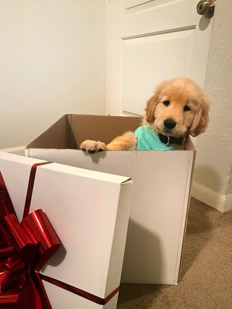 Puppy Present Surprise, Dog Surprise Gift Ideas, Puppy Surprise Ideas, Puppy Gift Surprise, Puppy Reveal, Golden Retriever Birthday, Puppy Box, Golden Labrador Puppies, Surprised Dog