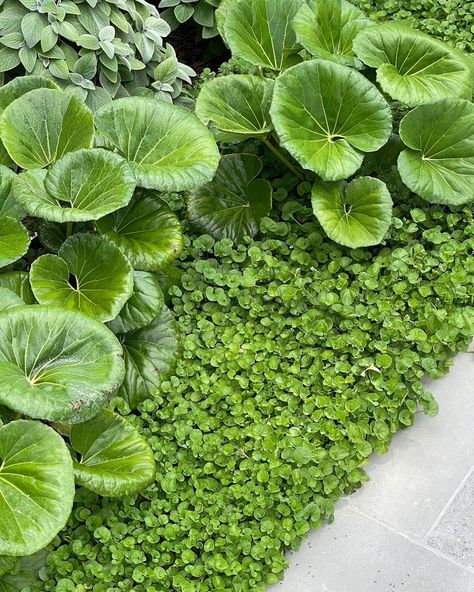 fifthseasonlandscapes  In this Willoughby garden we have used Ligularia reniformis combined with Plectranthus and dichondra repens to provide...  more Ligularia Shade Garden, Ligularia Reniformis, Poolside Planting, Dichondra Repens, Tropical Planting, Courtyard Plants, Home Gardening Ideas, Sydney Gardens, Fern Garden