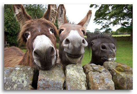 2 Donkeys & 1 Little horse Smiling Animals, Cute Donkey, The Donkey, Donkeys, Funny Animal Pictures, In Spanish, Zebras, Burritos, Animals Friends