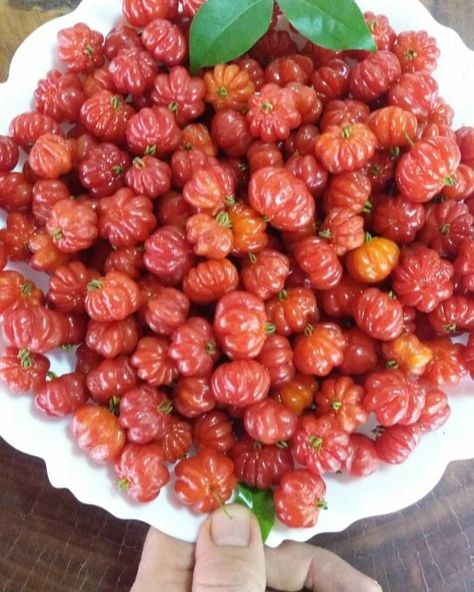 BRAZILIAN CHERRY A rare fruit that we have available for sale at our garden center - These delicious, tart fruits are native to South America and are packed with nutrients and antioxidants. They have a bright red skin and a juicy, citrus-like flavor that is perfect for making jams, jellies, and pies. Plus, they're super easy to grow from seedlings, so why not give them a try in your own backyard? We have a limited supply of Brazilian cherry seedlings available, so come by our garden center an... Brazilian Cherry, Garden Center, Bright Red, South America, Super Easy, Tart, To Grow, Jelly, Jam