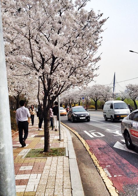 First bloom, yeouido park, seoul Yeouido Park, Beautiful Country, Seoul